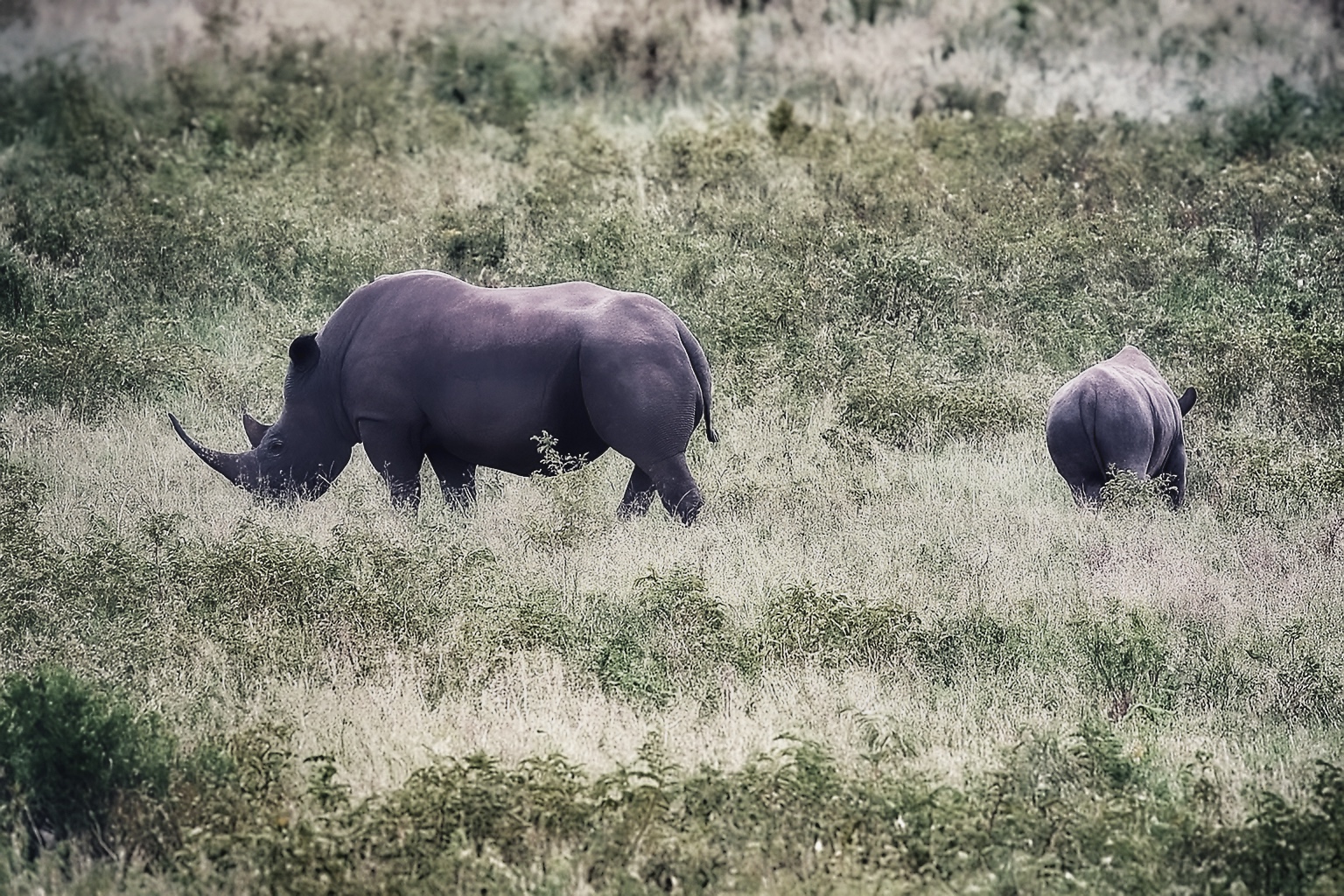 Le rhinocéros