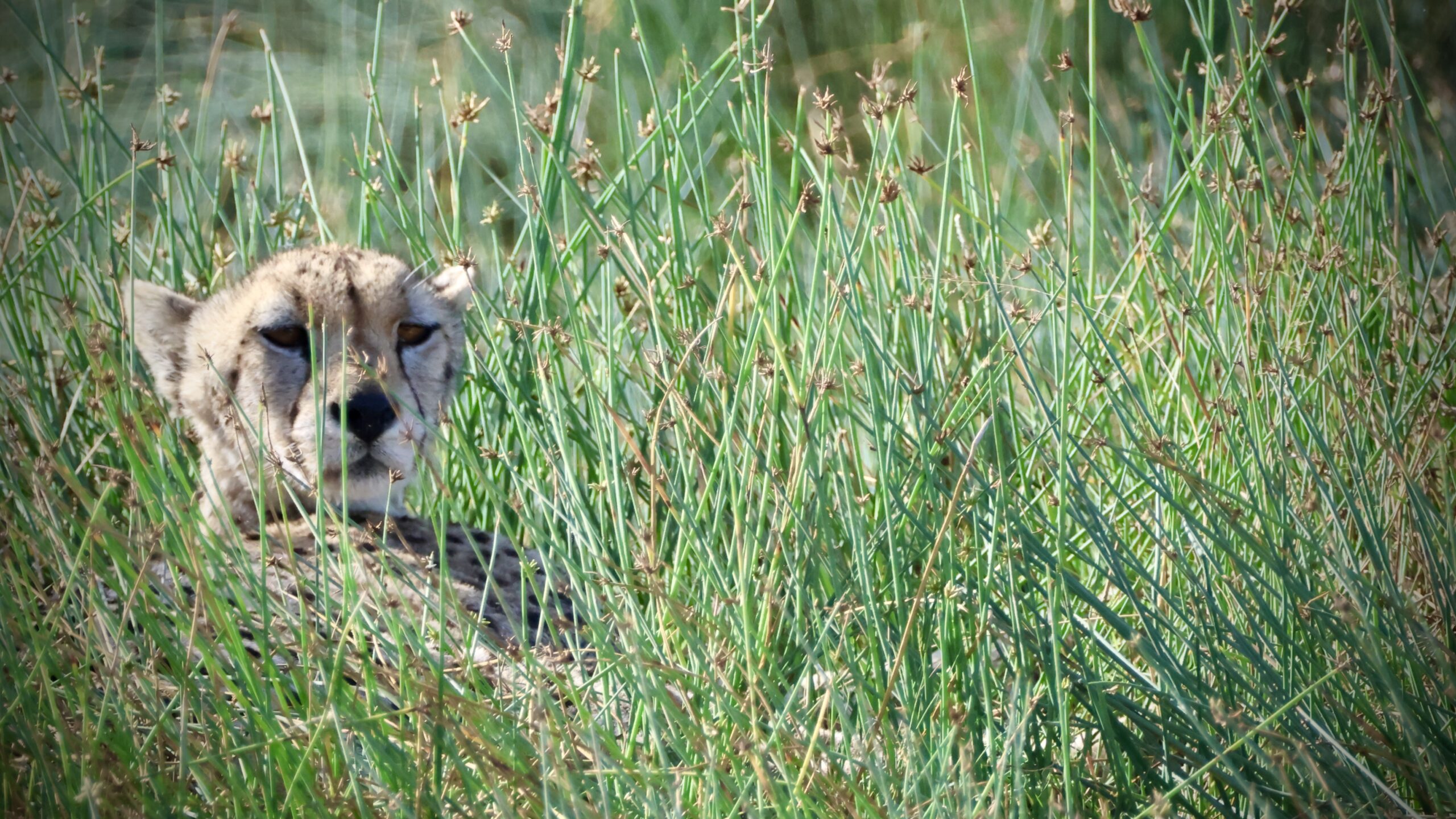 Le guépard