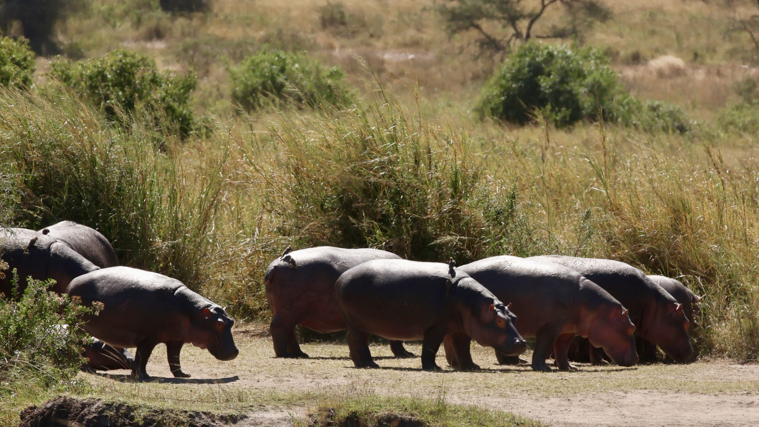 L’hippopotame